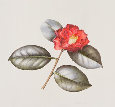 Camelia Japonica Adolphe Anderson von Margaret Ann Eden